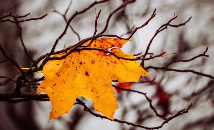 Vremea se încălzește ușor în weekend, dar pericolul de înghețuri se menține