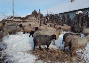 Pe timp de iarnă animalele necesită mai multă protecţie şi măsuri suplimentare de îngrijire. Recomandările ANSA