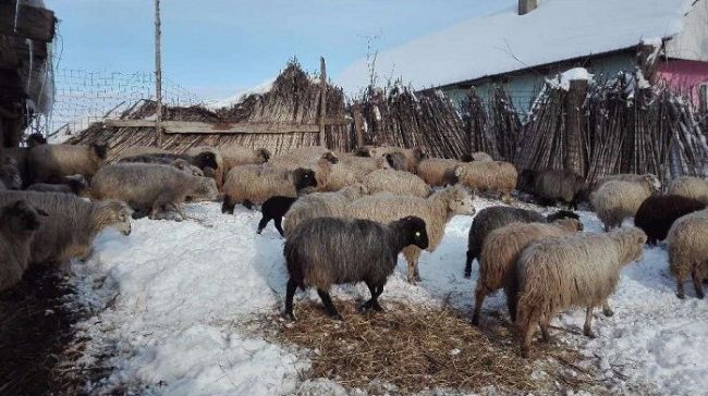 Pe timp de iarnă animalele necesită mai multă protecţie şi măsuri suplimentare de îngrijire. Recomandările ANSA