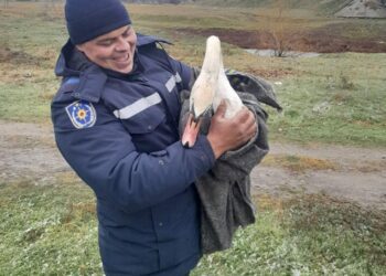 O lebădă rănită, salvată de angajații IGSU