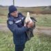 O lebădă rănită, salvată de angajații IGSU