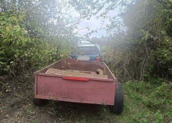 FOTO | La furat lemne. Un bărbat a tăiat mai mulți arbori la Sîngerei