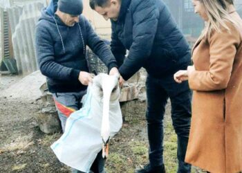 FOTO | O lebădă albă, ținută captivă de un bărbat din Sîngerei