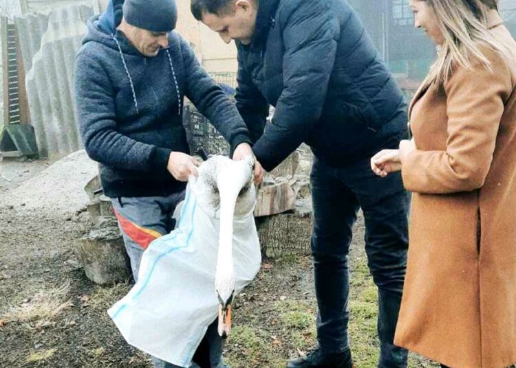 FOTO | O lebădă albă, ținută captivă de un bărbat din Sîngerei