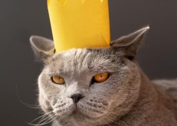 Crezi că pisica este stăpâna casei? 5 semne clare care demonstrează că felina și-a asumat pe deplin rolul de „șefă”