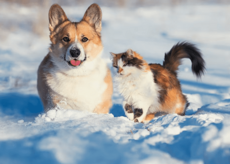 Cum ne pregătim animalele de companie pentru sezonul rece?
