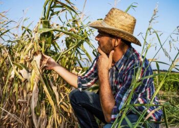 AIPA: Ultima zi de contestare a listei fermierilor eligibili pentru ajutoarele financiare din 2024