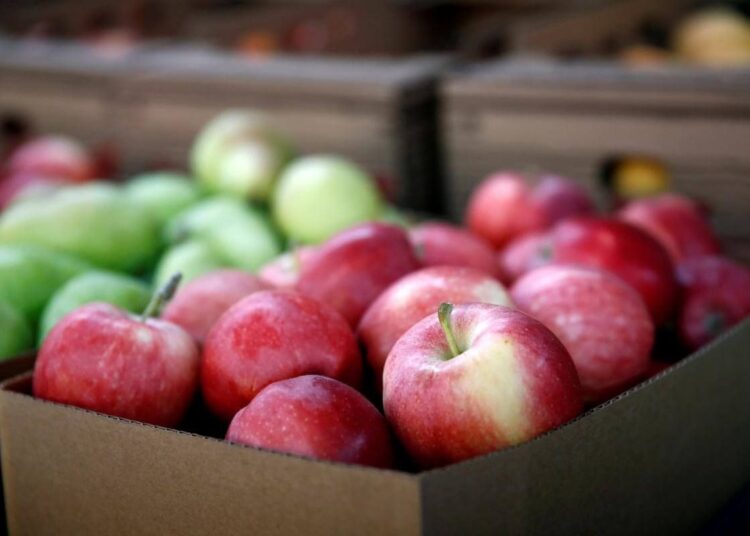 R. Moldova, tot mai prezentă pe piața europeană. Exporturile de mere s-au dublat în 2024