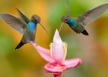 Pasărea colibri – curiozități și lucruri mai puțin știute despre această mică pasăre