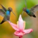 Pasărea colibri – curiozități și lucruri mai puțin știute despre această mică pasăre