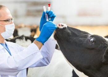 Criză de veterinari în sate. Statul vrea să-i motiveze cu indemnizații de 200.000 de lei