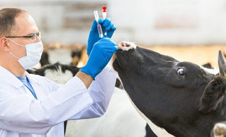 Criză de veterinari în sate. Statul vrea să-i motiveze cu indemnizații de 200.000 de lei