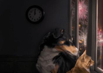 Pregătiți-vă animalele de companie pentru zgomotele de Revelion. Cinci metode pentru câinii speriați de artificii