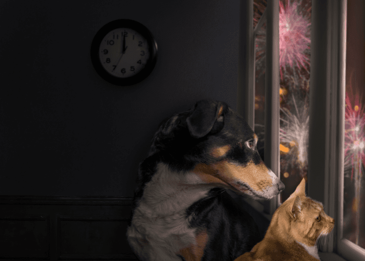 Pregătiți-vă animalele de companie pentru zgomotele de Revelion. Cinci metode pentru câinii speriați de artificii