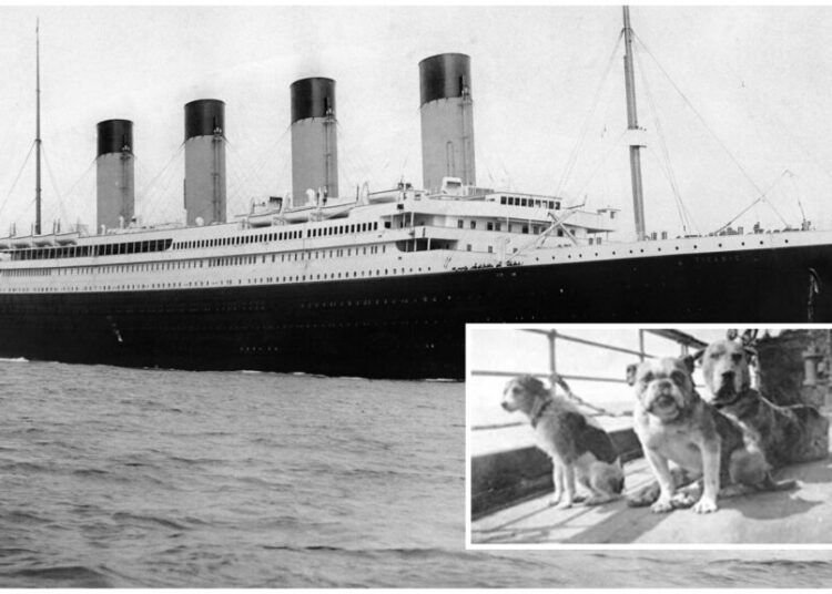 Povestea câinilor de pe Titanic. Cei trei supraviețuitori