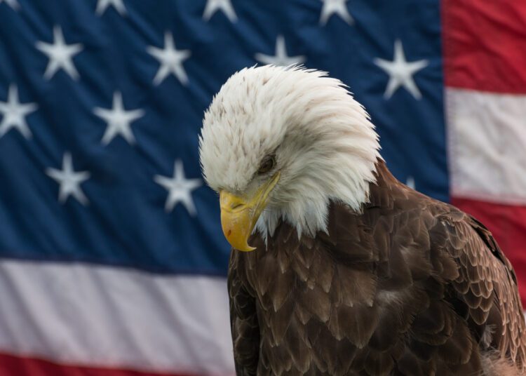 Vulturul cu cap alb, oficial pasărea națională a Statelor Unite ale Americii