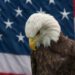 Vulturul cu cap alb, oficial pasărea națională a Statelor Unite ale Americii