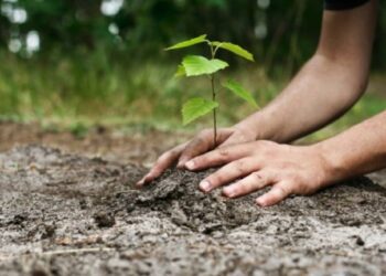 Peste 3500 de hectare au fost împădurite în campania de plantare din acest an
