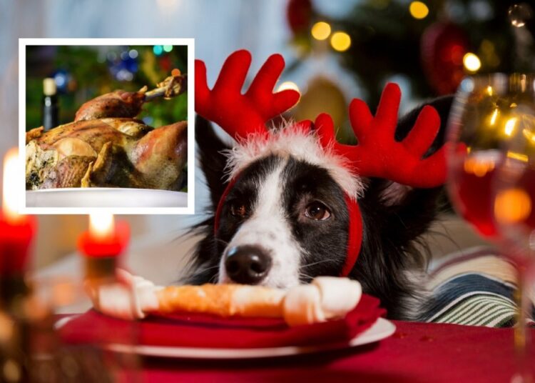 Nu împărțiți bunătățile de pe masa de sărbători cu animalele de companie! Avertismentul unui medic veterinar 