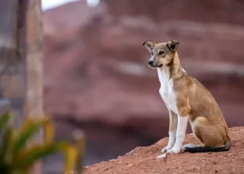 Campanie revoltătoare în Maroc: Milioane de câini vagabonzi ar putea fi uciși înaintea Cupei Mondiale de Fotbal