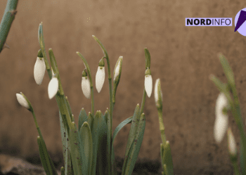 VIDEO // La nord înfloresc ghioceii. Bucură ochii oamenilor, dar este un semn de alarmă