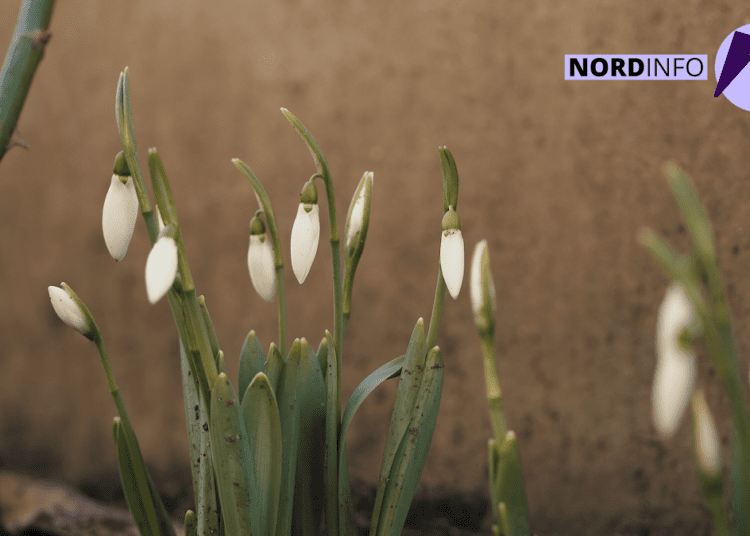 VIDEO // La nord înfloresc ghioceii. Bucură ochii oamenilor, dar este un semn de alarmă