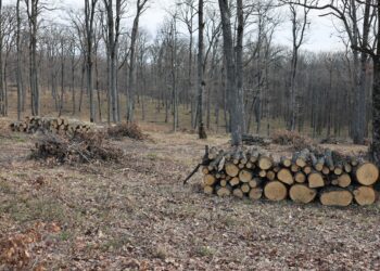 Ministerul Mediului anunță lucrări silvice în pădurile din Moldova