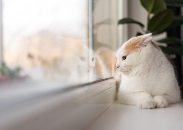 Se simt pisicile singure când stăpânii lor sunt plecați? Cum îți dai seama și ce poți face