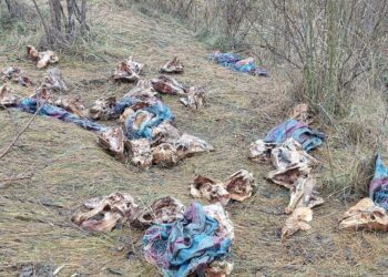Cranii de animale pe un câmp din Roșcani. Primara din localitate susține că ar fi fost aduse din Chișinău