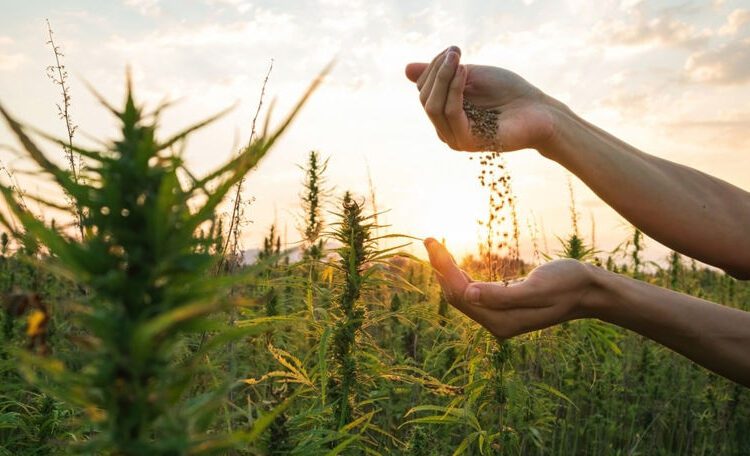 Fermierii vor fi instruiţi să dezvolte sectorul cânepii industriale