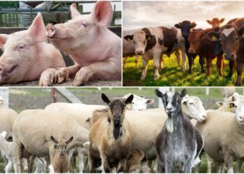 Ministerul Agriculturii avertizează: identificarea și înregistrarea animalelor este obligatorie