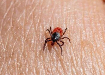 Primul caz de babesioză, confirmat în R. Moldova la o femeie revenită din Africa