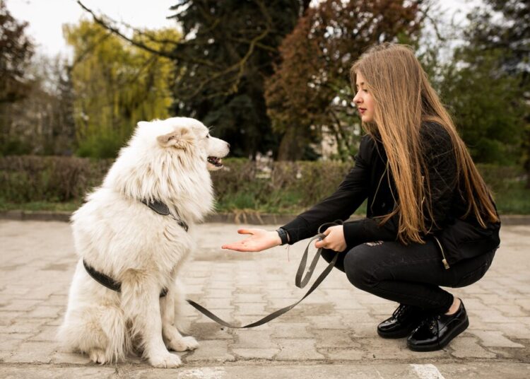 Până la ce vârstă se dresează un câine. Cât durează să învețe comenzile de bază: „stai”, „jos”, „vino” și „dă lăbuța”