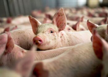 Despăgubiri pentru porcinele afectate de pestă: ce trebuie să știe crescătorii