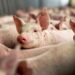 Despăgubiri pentru porcinele afectate de pestă: ce trebuie să știe crescătorii