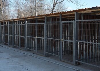 Problema câinilor vagabonzi din Edineț ar putea fi rezolvată. Ce spune primarul