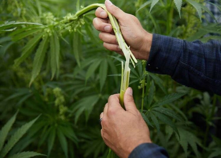 Prima autorizație pentru cultivarea cânepei industriale a fost eliberată în R. Moldova