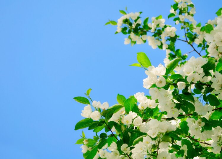 Început de săptămână cu temperaturi de până la 25 de grade