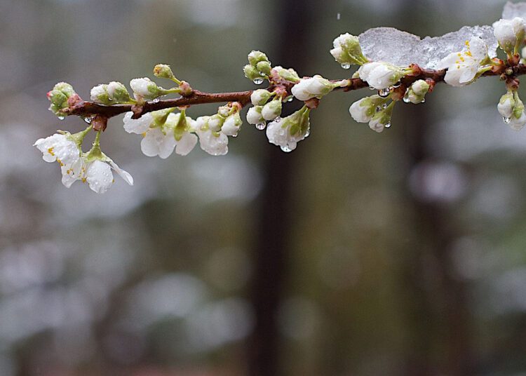 După înghețuri, vine căldura. Cum va fi weekendul