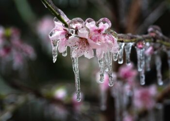 Risc de înghețuri în R. Moldova. Pomii înfloriți sunt în pericol