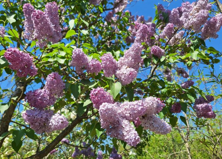 Soare, nori și vânt în nordul țării