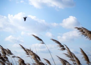 Метеорологи объявляют «желтый код» в Молдове из-за сильного ветра