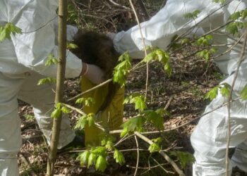 В Молдове зафиксированы 2 вспышки африканской чумы свиней