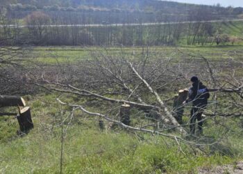 Răuțel: Doi bărbați au fost sancționați pentru tăiere ilegală de arbori