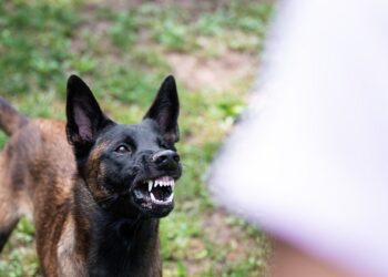 Crește numărul persoanelor mușcate de animale