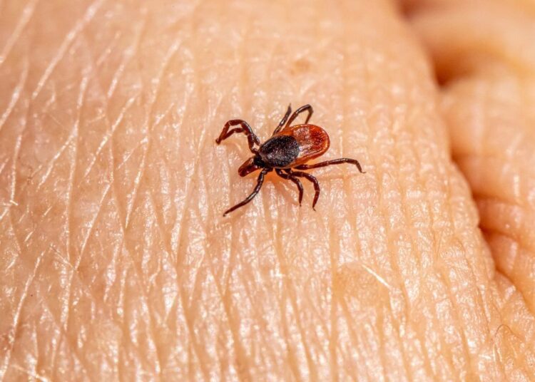 Numărul persoanelor infectate cu boala Lyme crește alarmant. Ce spun specialiștii
