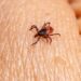 Numărul persoanelor infectate cu boala Lyme crește alarmant. Ce spun specialiștii