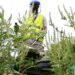 Cum scăpăm de ambrozie: Ministerul Agriculturii vine cu recomandări