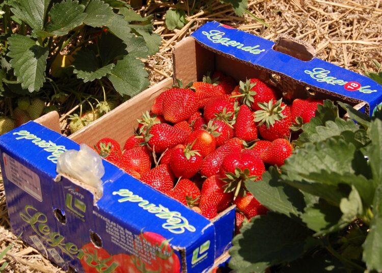 Sezonul căpșunelor la final. Roadă mică la prețuri mari și pierderi raportate de agricultori