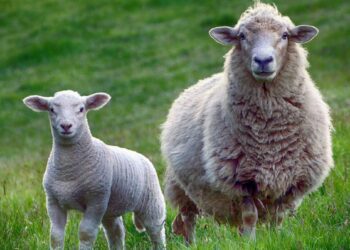 Crescătorii de oi și capre pot solicita plăți directe per cap de animal